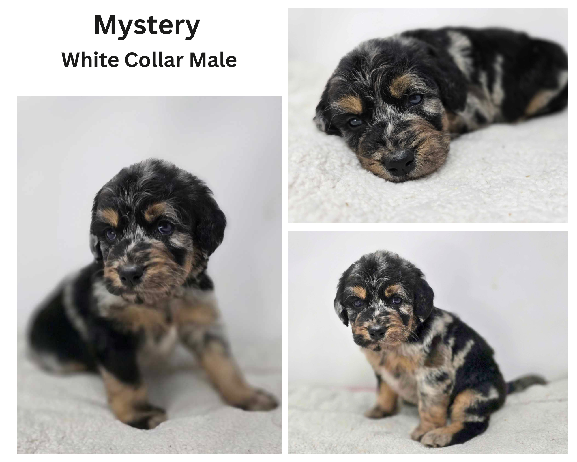 Merle Phantom Ultra Goldendoodle Puppy