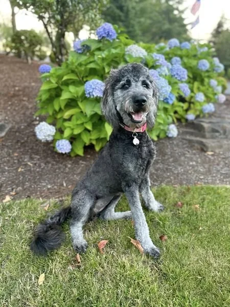 Silver Phantom Goldendoodle