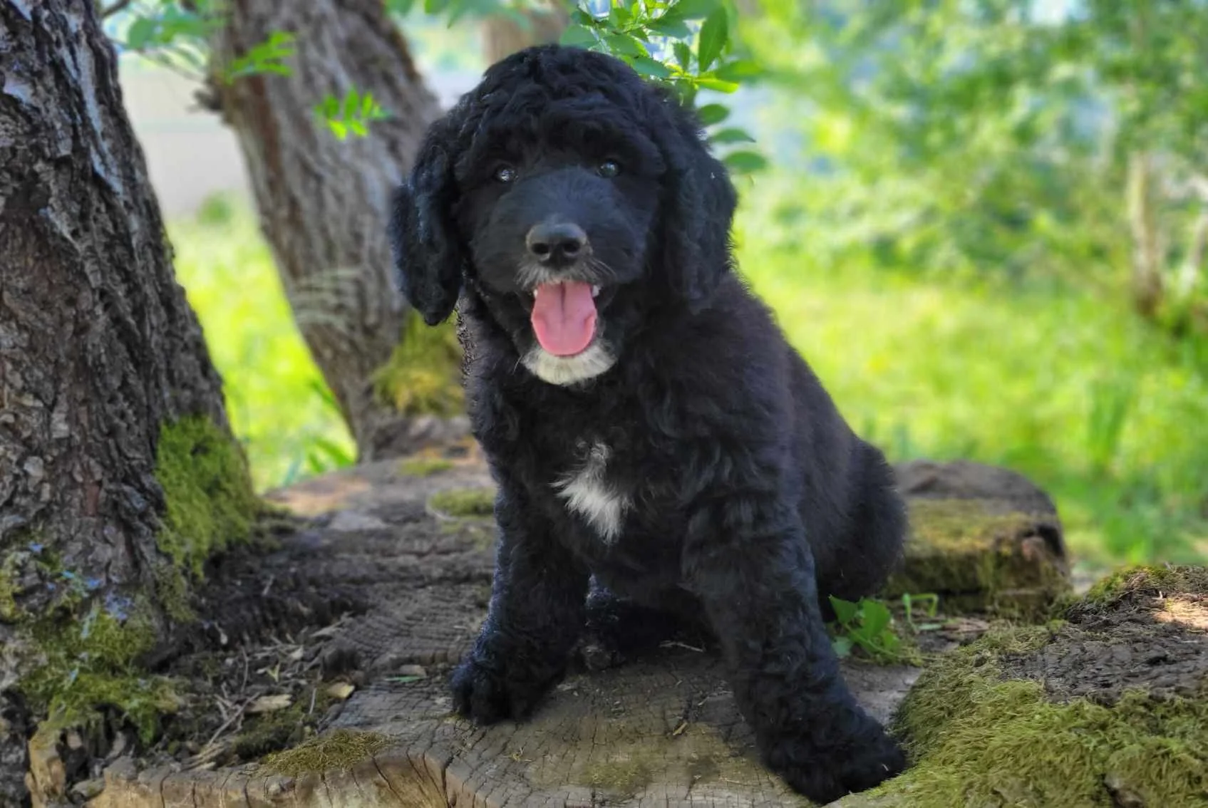 A cute black puppy with curly fur sitting on a tree stump outdoors, surrounded by green foliage.