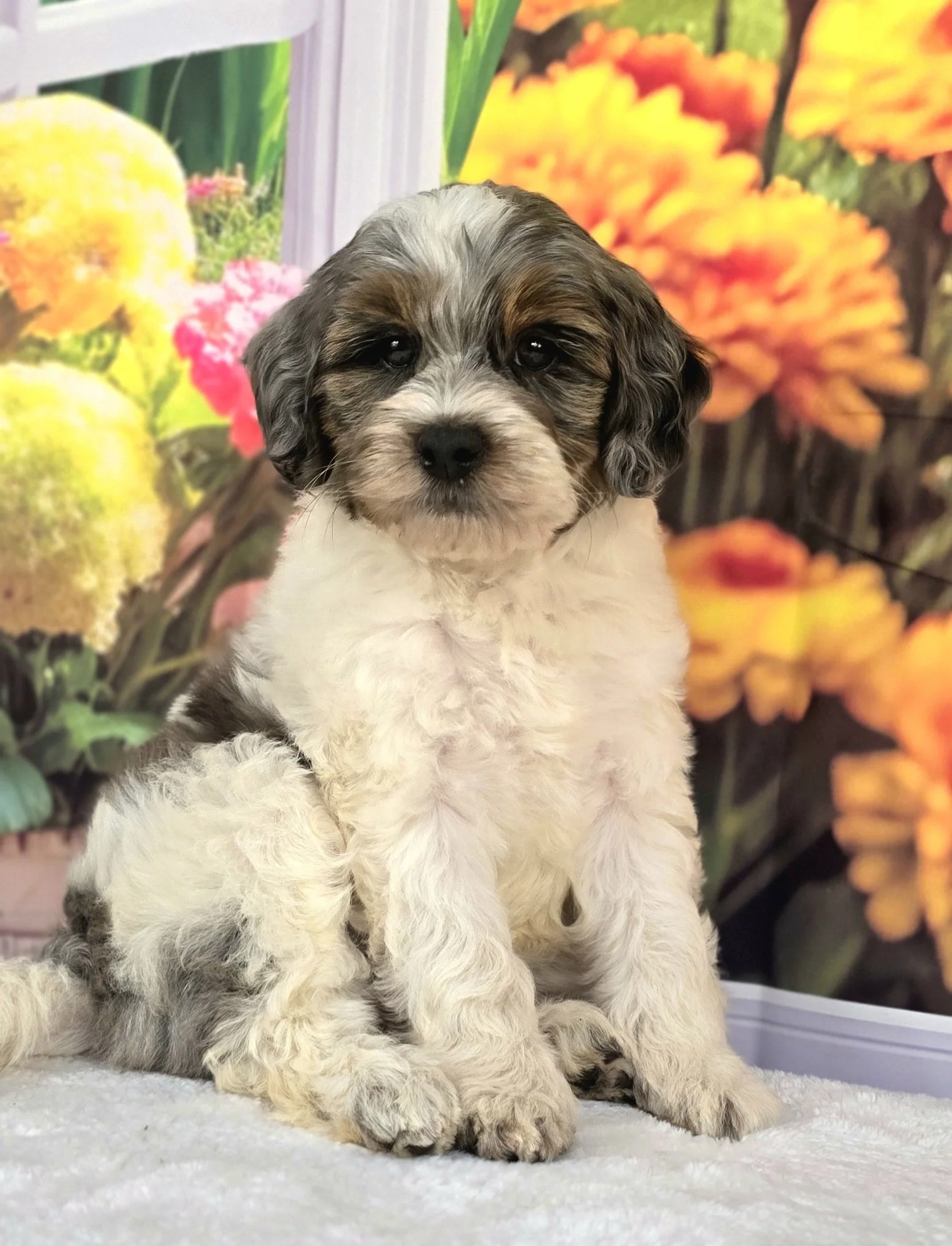 Tri Merle - Phantom merle parti petite goldendoodle puppy
