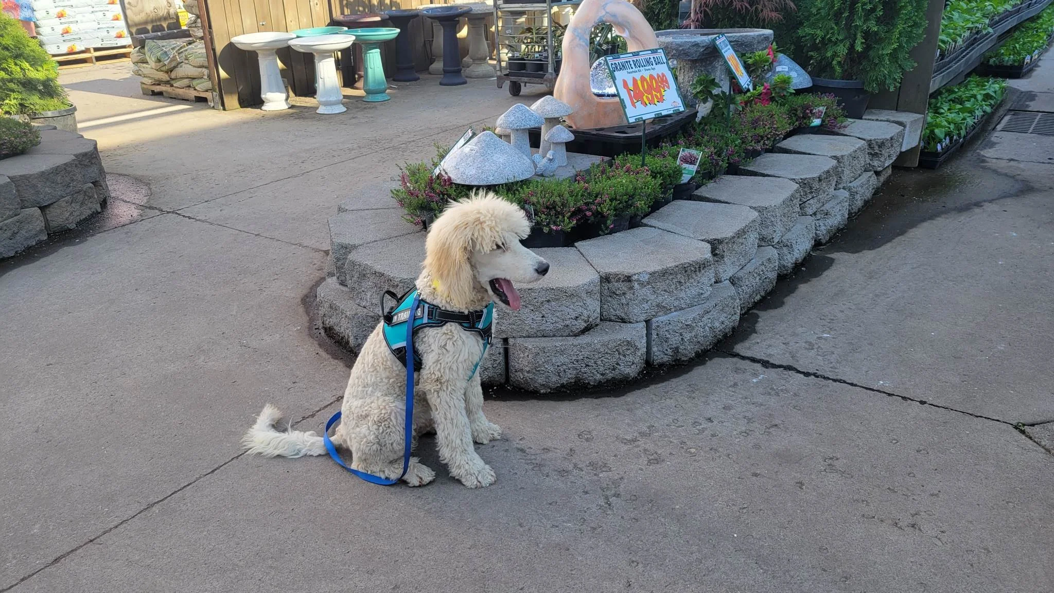 Certified Goldendoodle service dog from Oregon's Legendary Goldendoodles working with handler in service vest