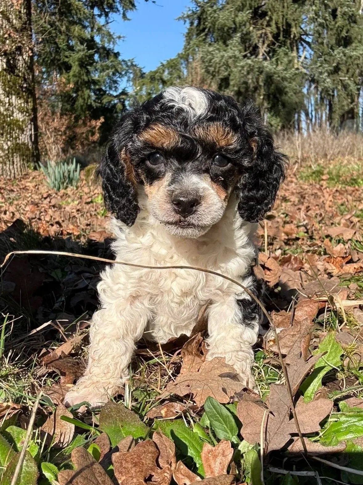 Tri, Phantom Parti Poodle Puppy
