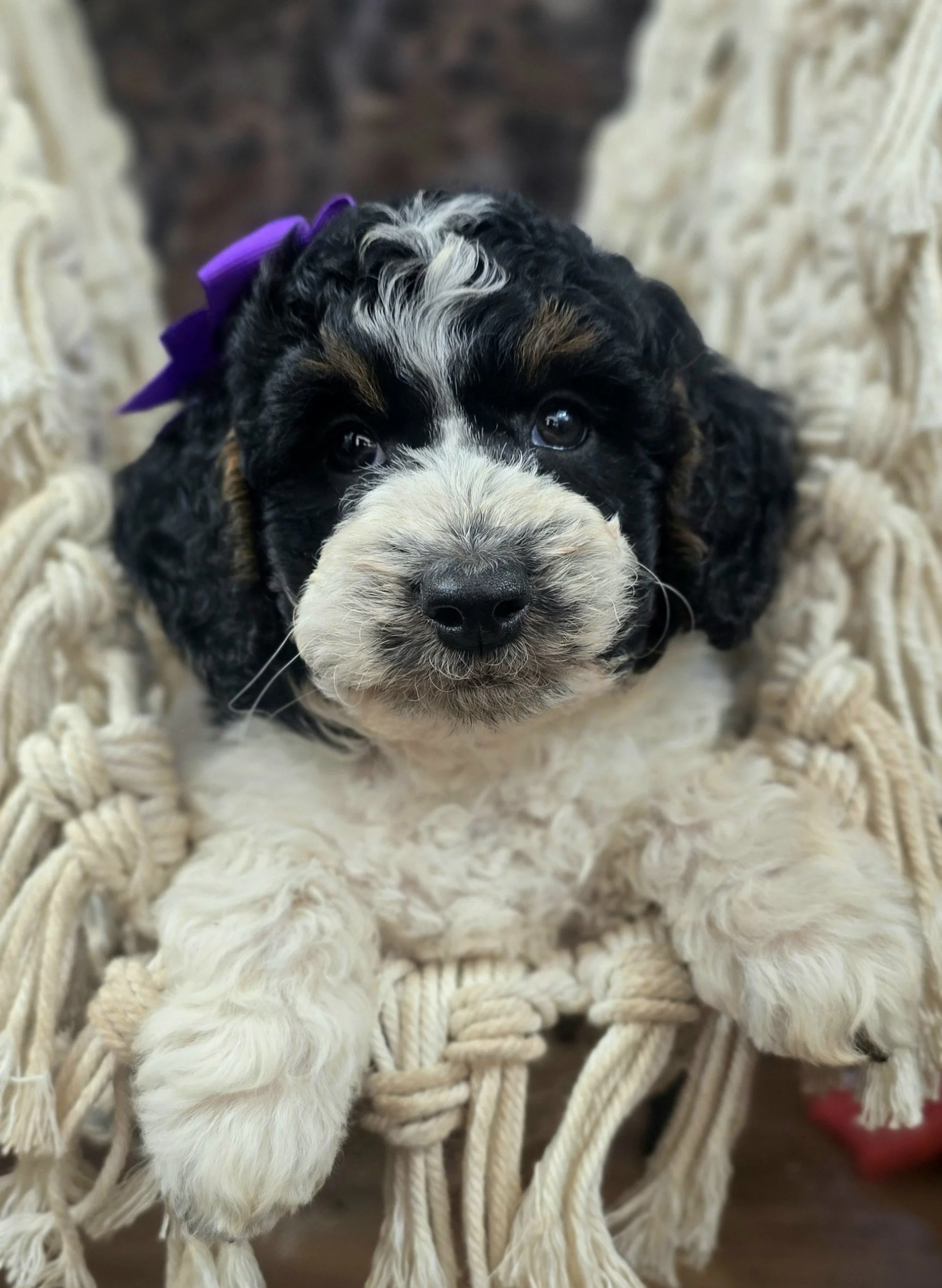 Dragonfly female petite Goldendoodle puppy in Oregon
