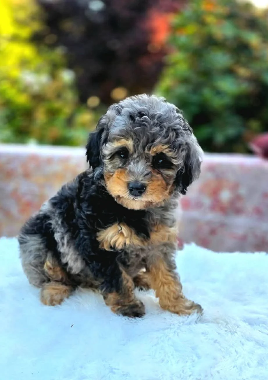 Liberty, a petite Goldendoodle puppy from Oregon's Legendary Goldendoodles with a soft curly, low-shedding coat. Liberty is deeply people-oriented, affectionate, and happiest learning and exploring alongside her family.