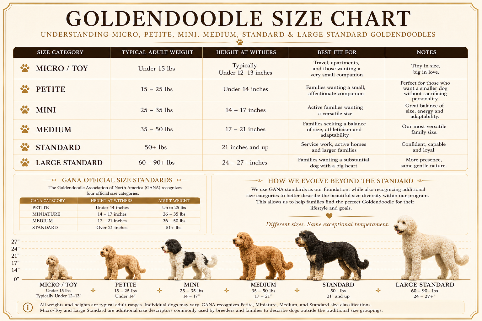 Goldendoodle size chart comparing Micro, Petite, Mini, Medium, Standard and Large Standard Goldendoodles with adult weight and height ranges.