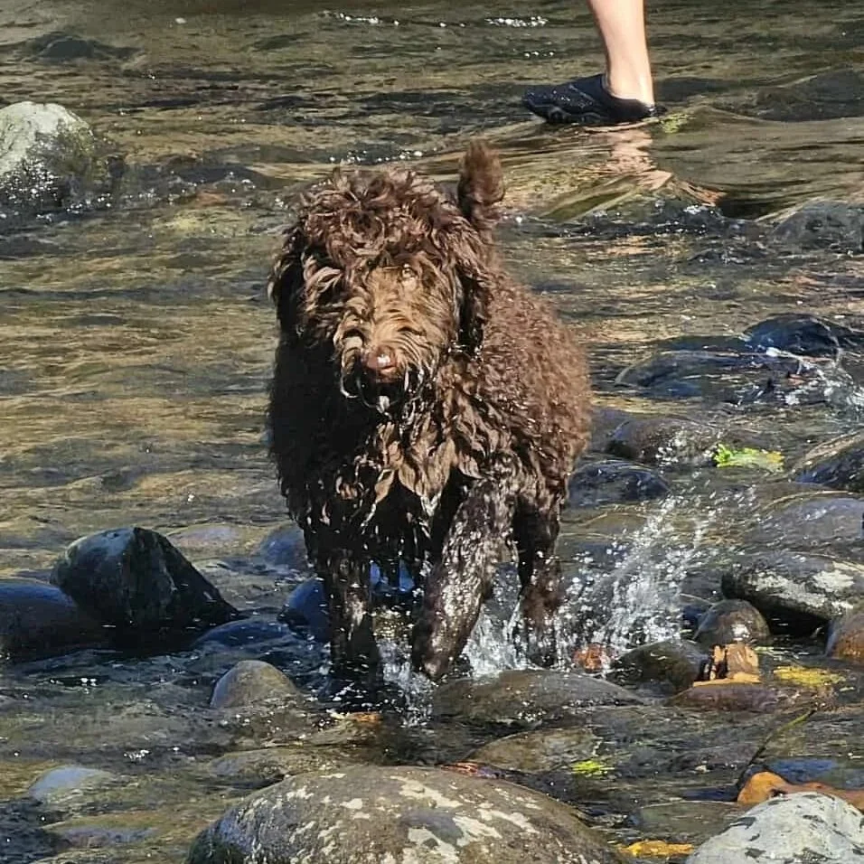 A brown, curly-haired goldendoodle dog wading through a shallow river, with a person's legs visible in the background.