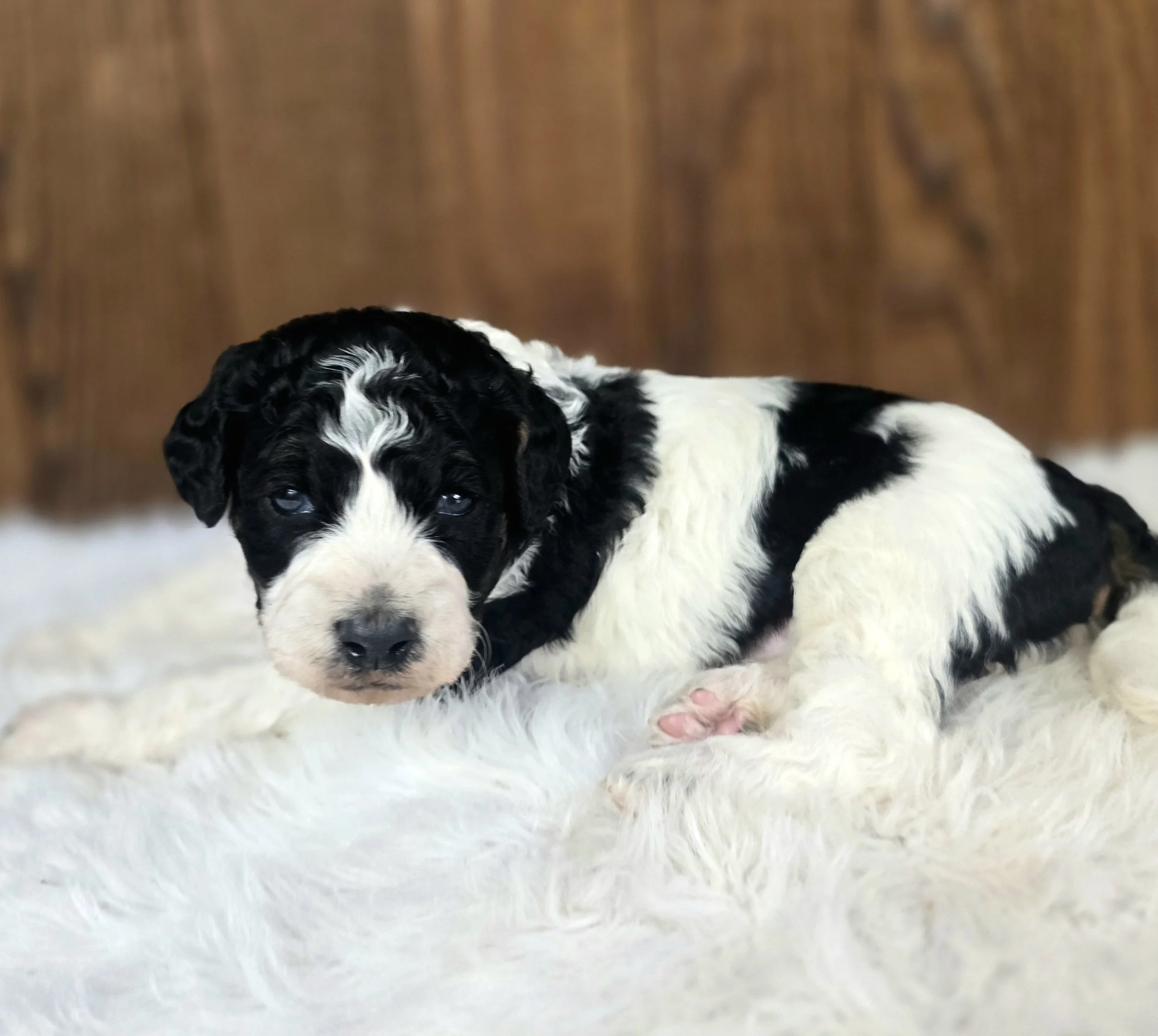 Dragonfly petite Goldendoodle puppy expected to mature 15 to 25 pounds