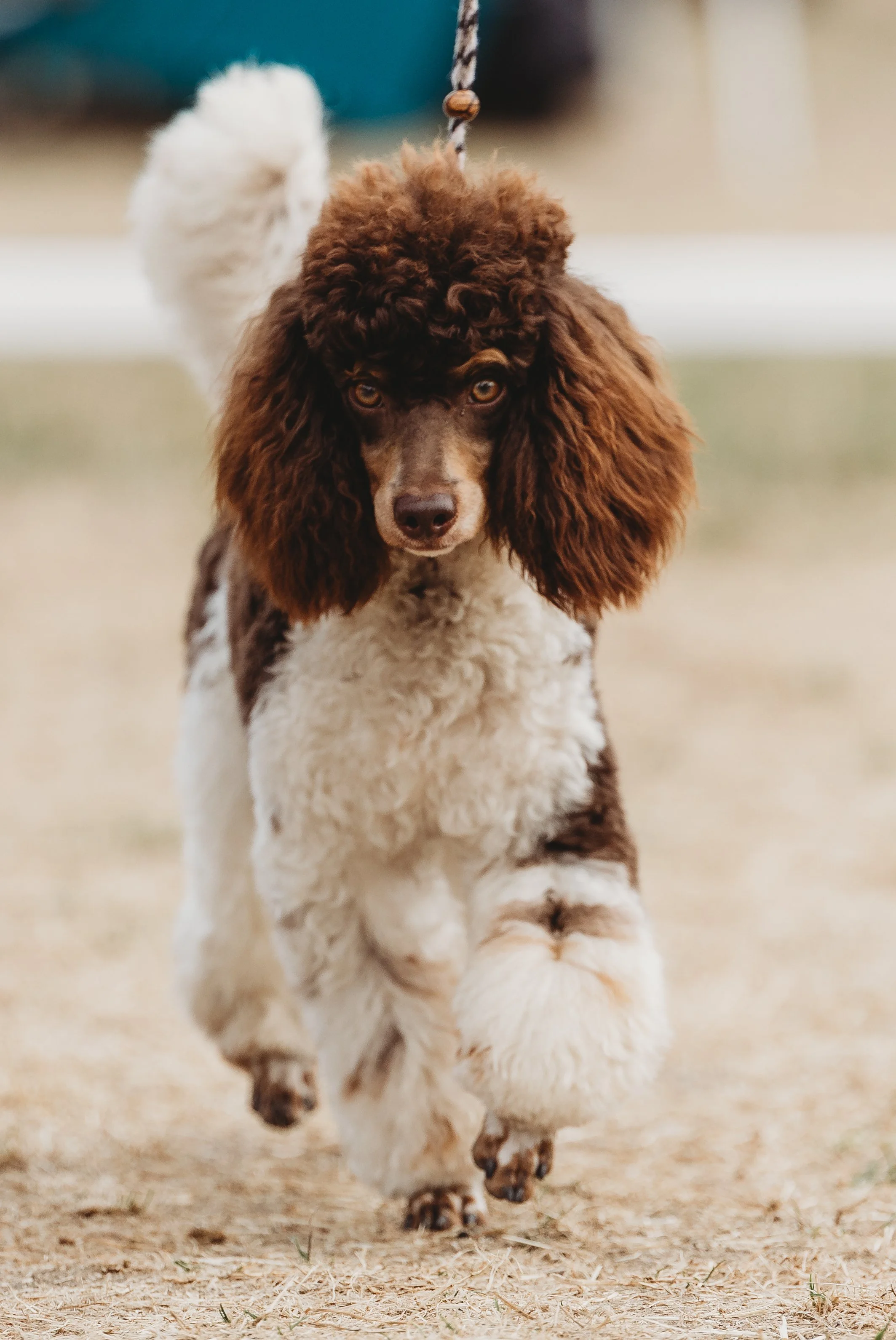 Pippin our Brown Tri - Phantom Parti Mini Poodle Stud