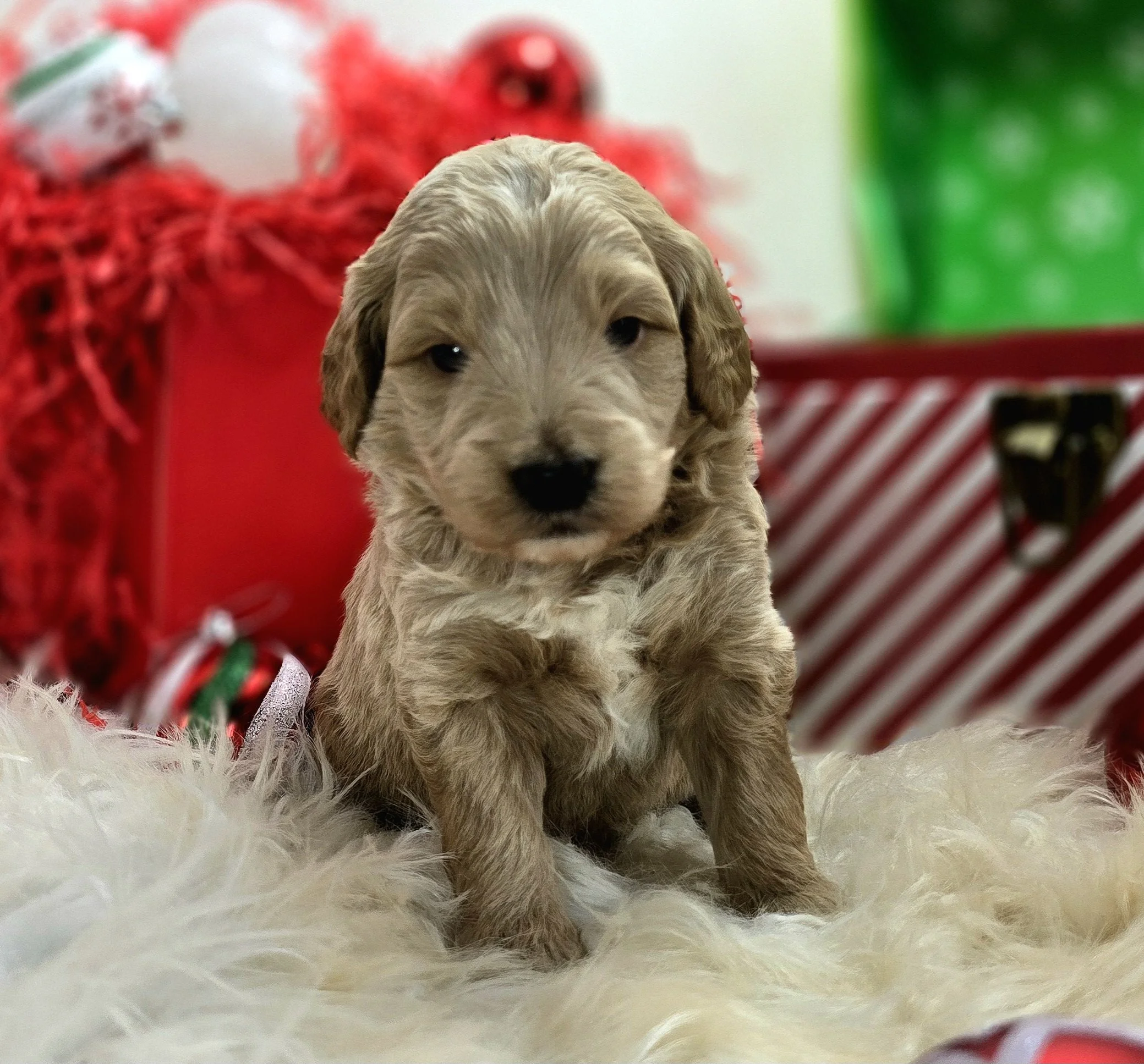 Apricot petite goldendoodle