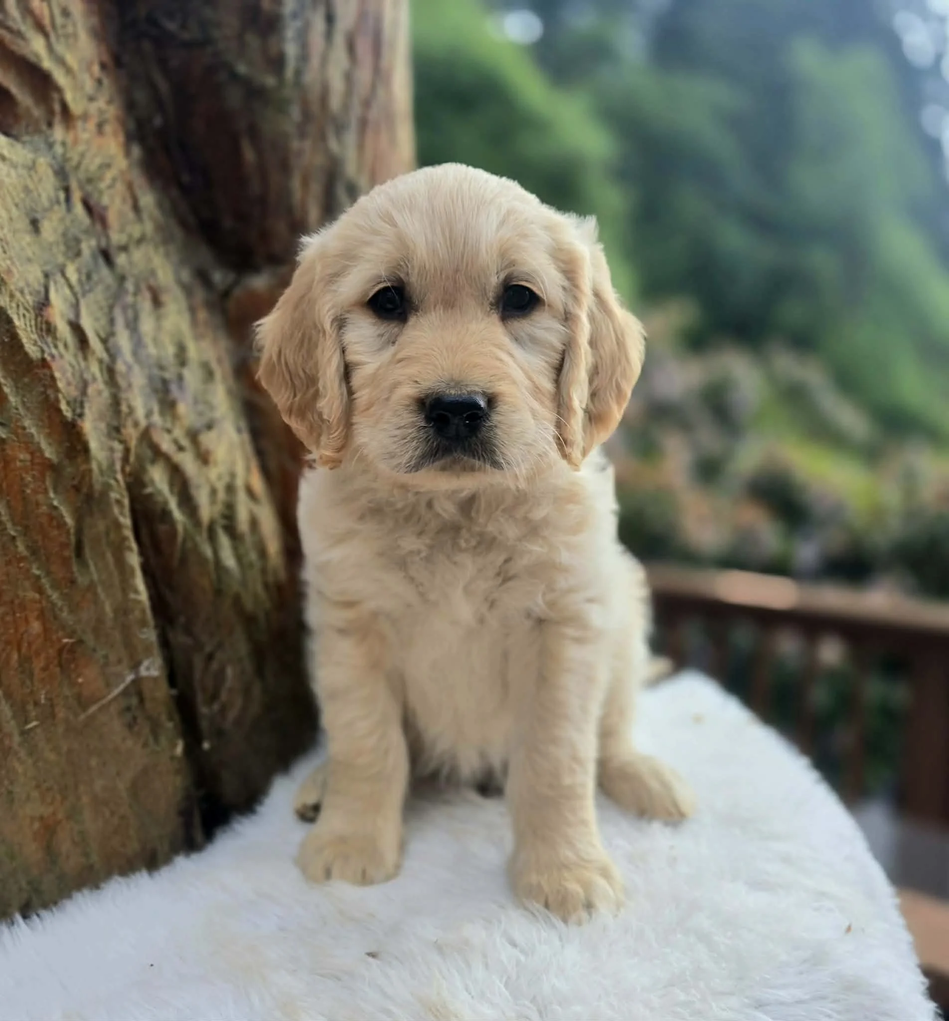 Standard Ultra Goldendoodle Puppy in Oregon
