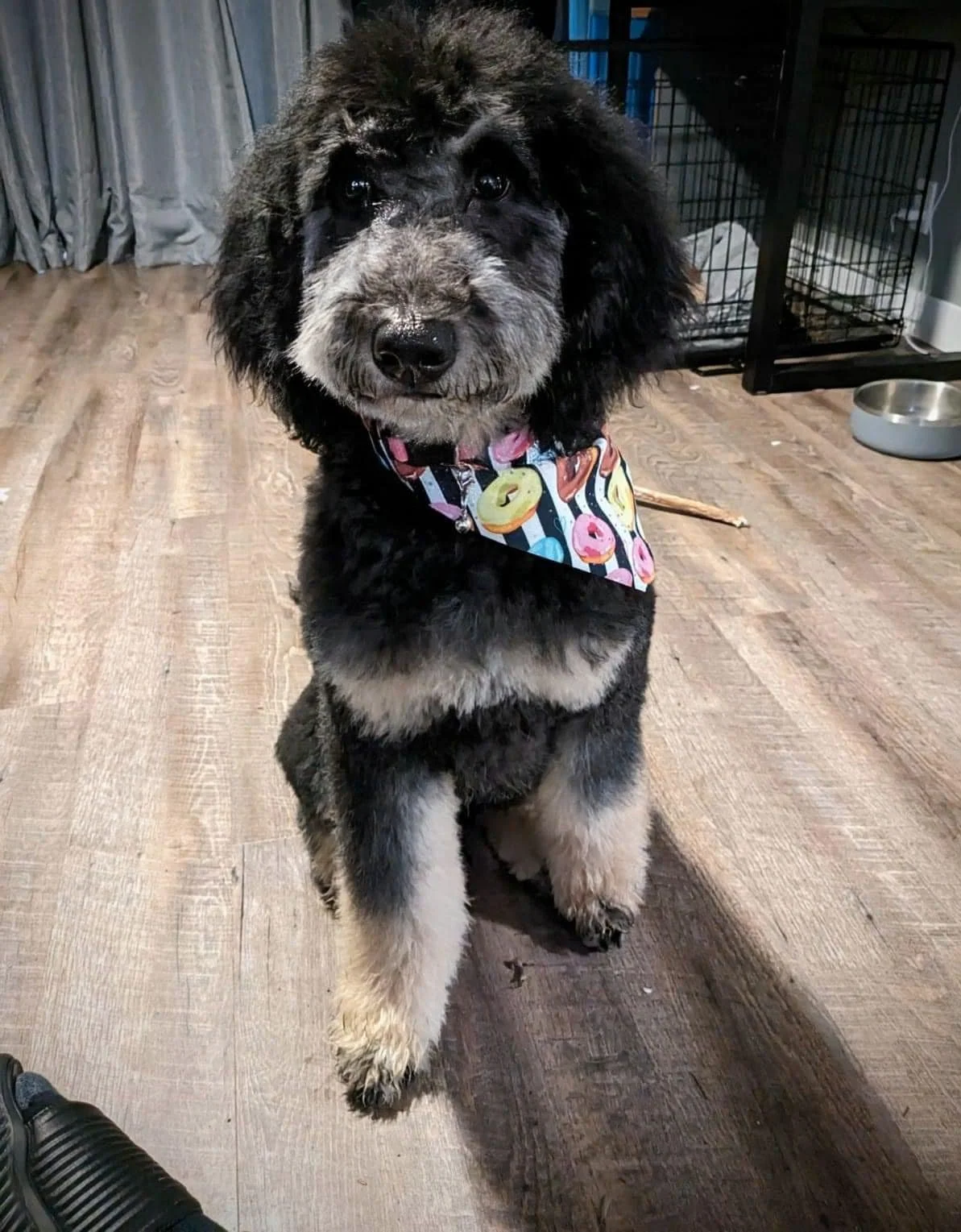Silver Point phantom Goldendoodle