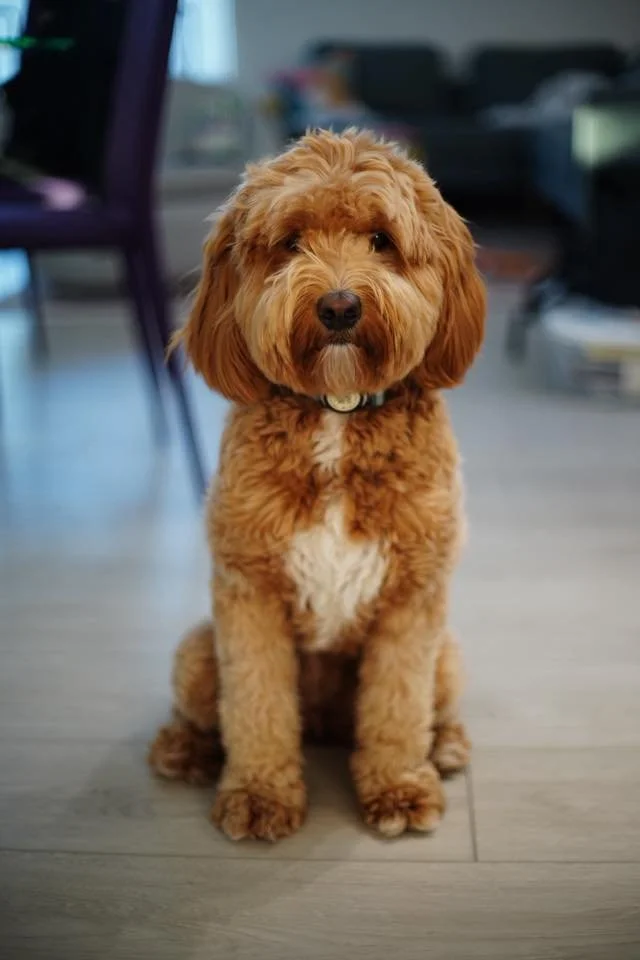 Red abstract straight coat Mini Ultra Goldendoodle