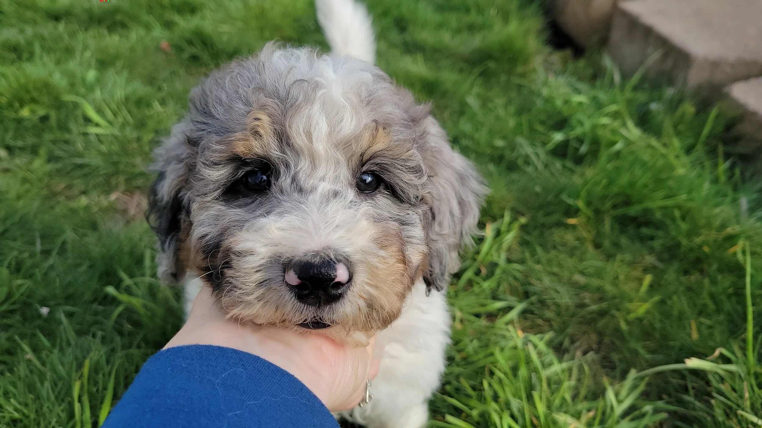 Phantom Merle Goldendoodle Puppy