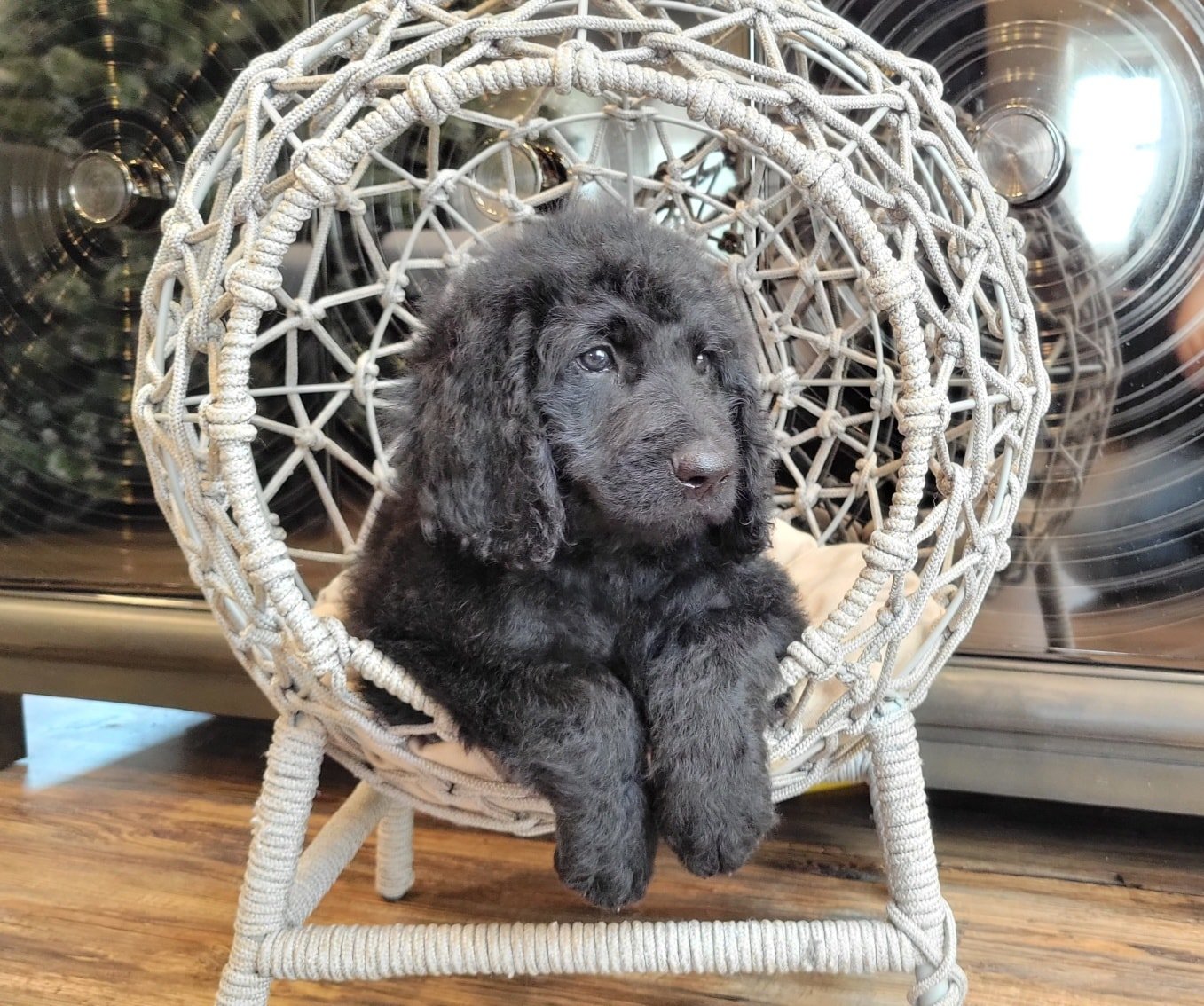black goldendoodle puppy from Dixie breeding program Oregon