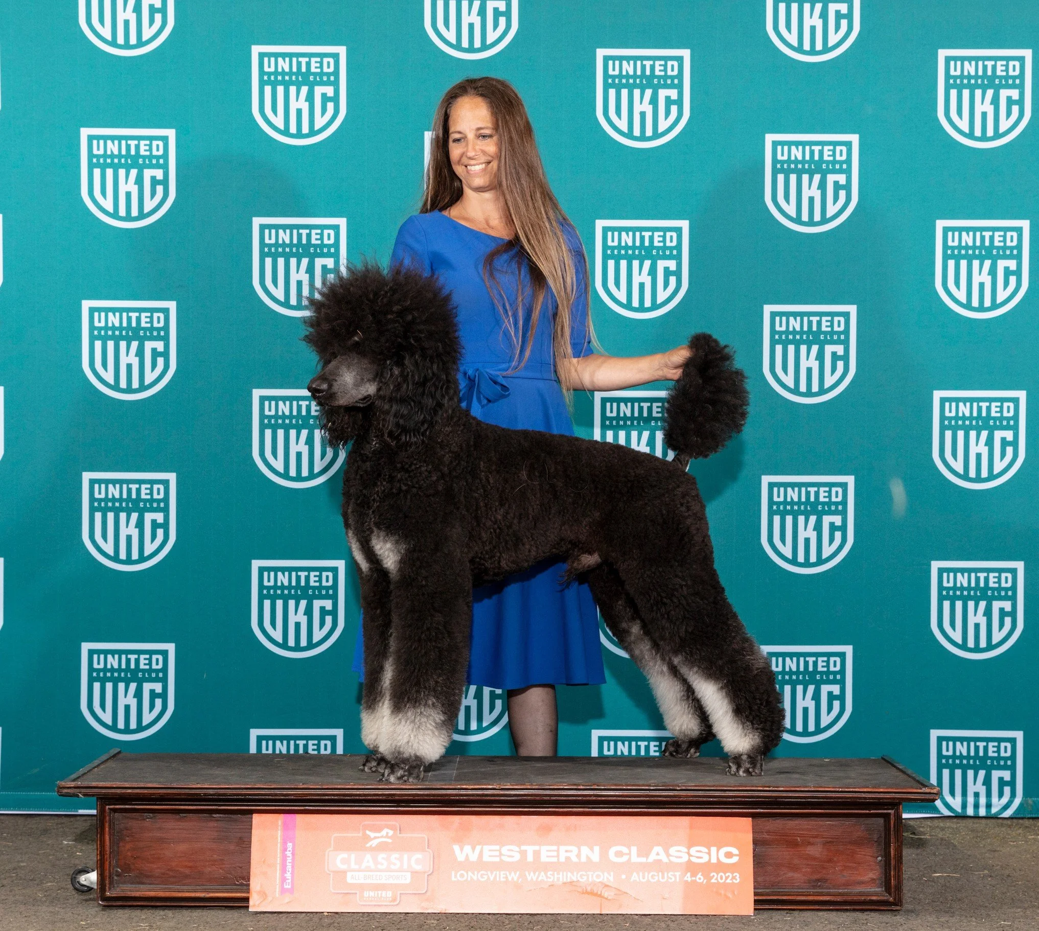 Whiskey, Grand Champion Standard Poodle stud, stacked to show structure and conformation