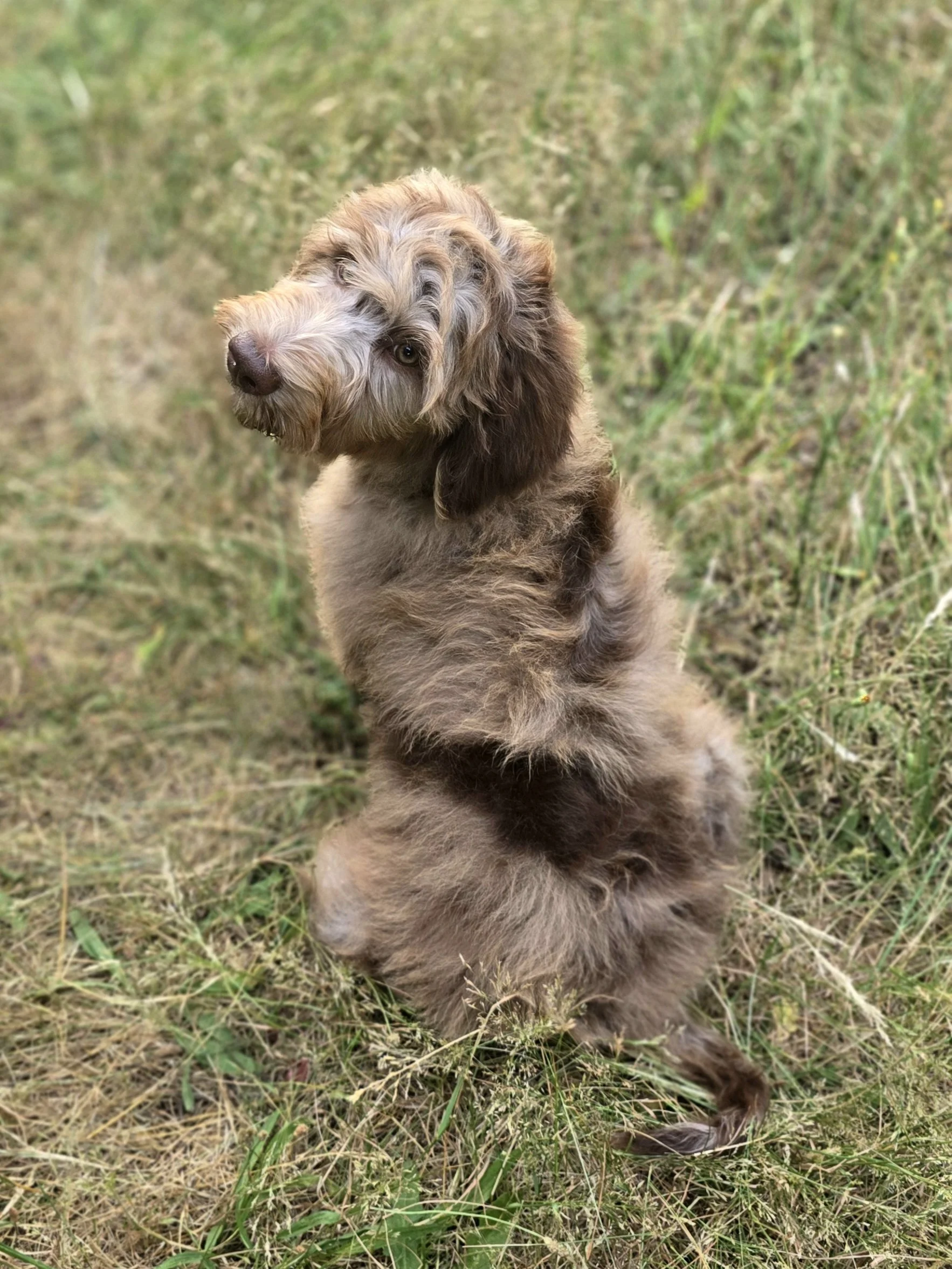 Chocolate Merle Puppy Oregon Breeder