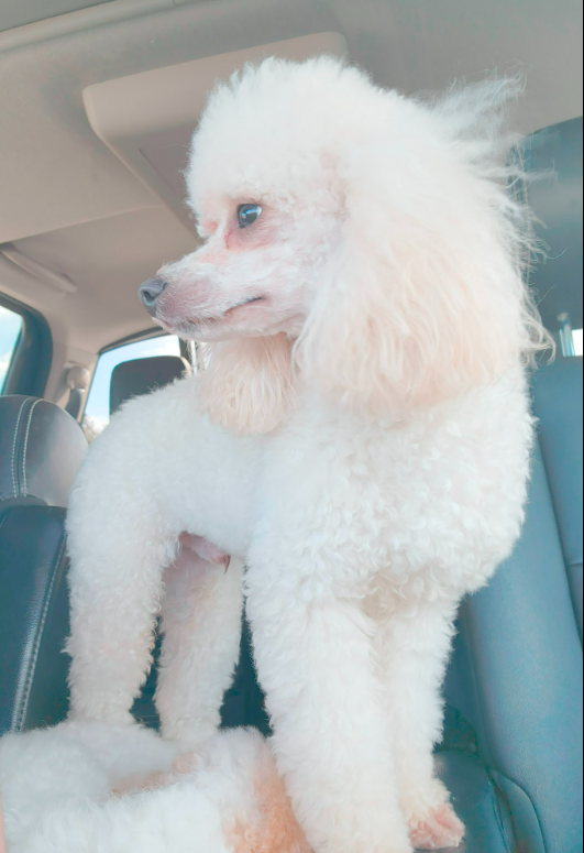 mini poodle stud lockhart headshot oregon breeding program companion temperament