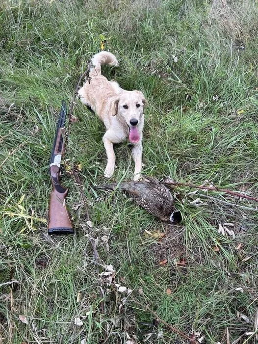 Golden flat coat goldendoodle from Dixie Breeding Program Bird hunting
