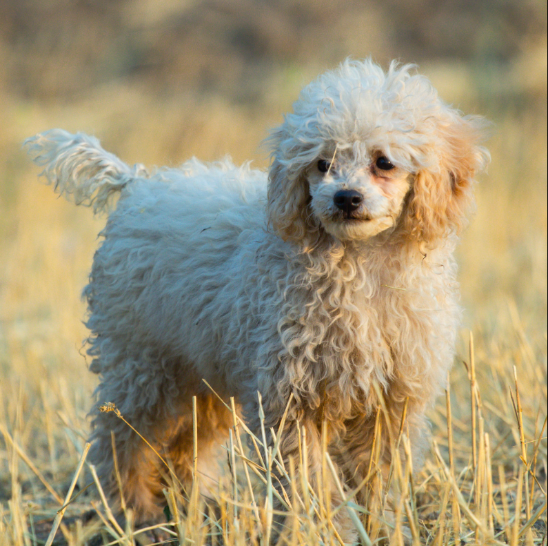 mini poodle lockhart stacked showing balanced structure oregon stud dog