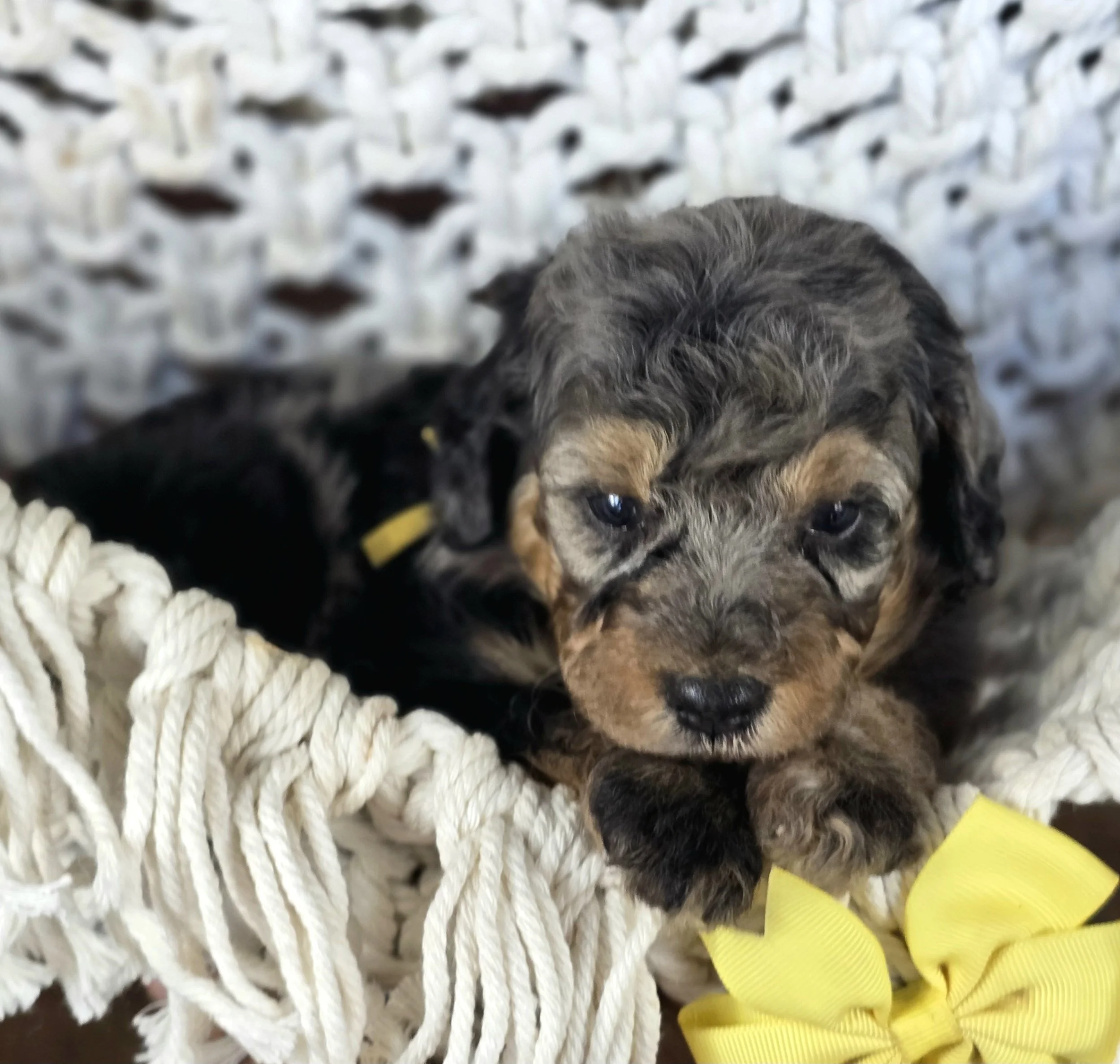 Phantom Merle Goldendoodle Puppy