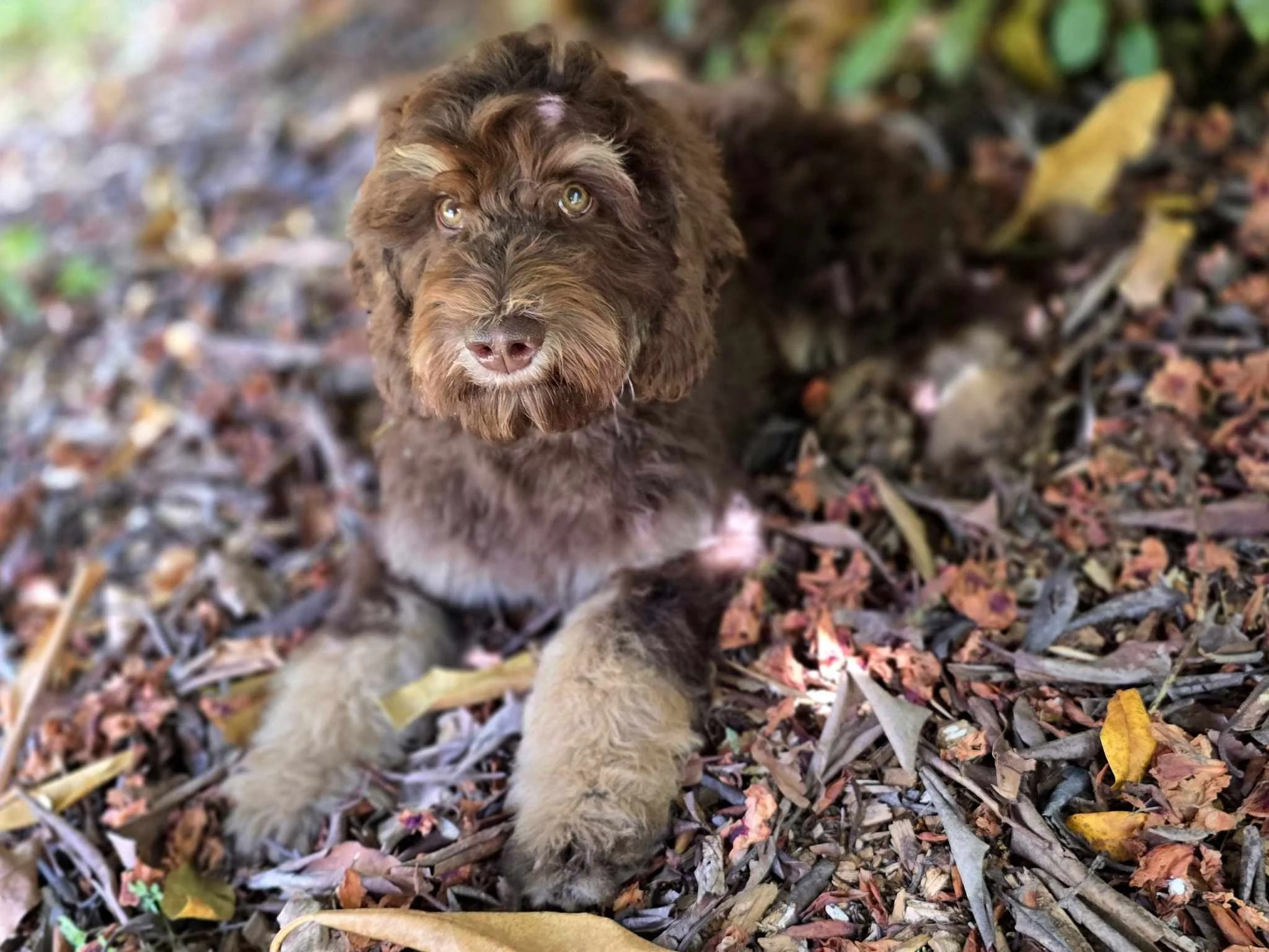 Wavy Chocolate Phantom Goldendoodle bred by Oregon's Legendary Goldendoodles