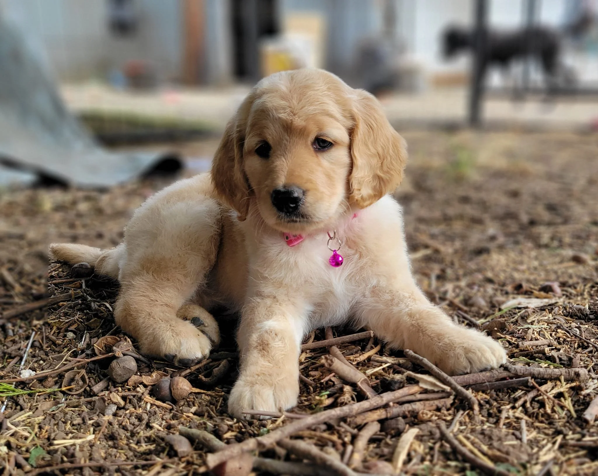 gold unfurnished Goldendoodle puppy with straight flat coat and no facial furnishings