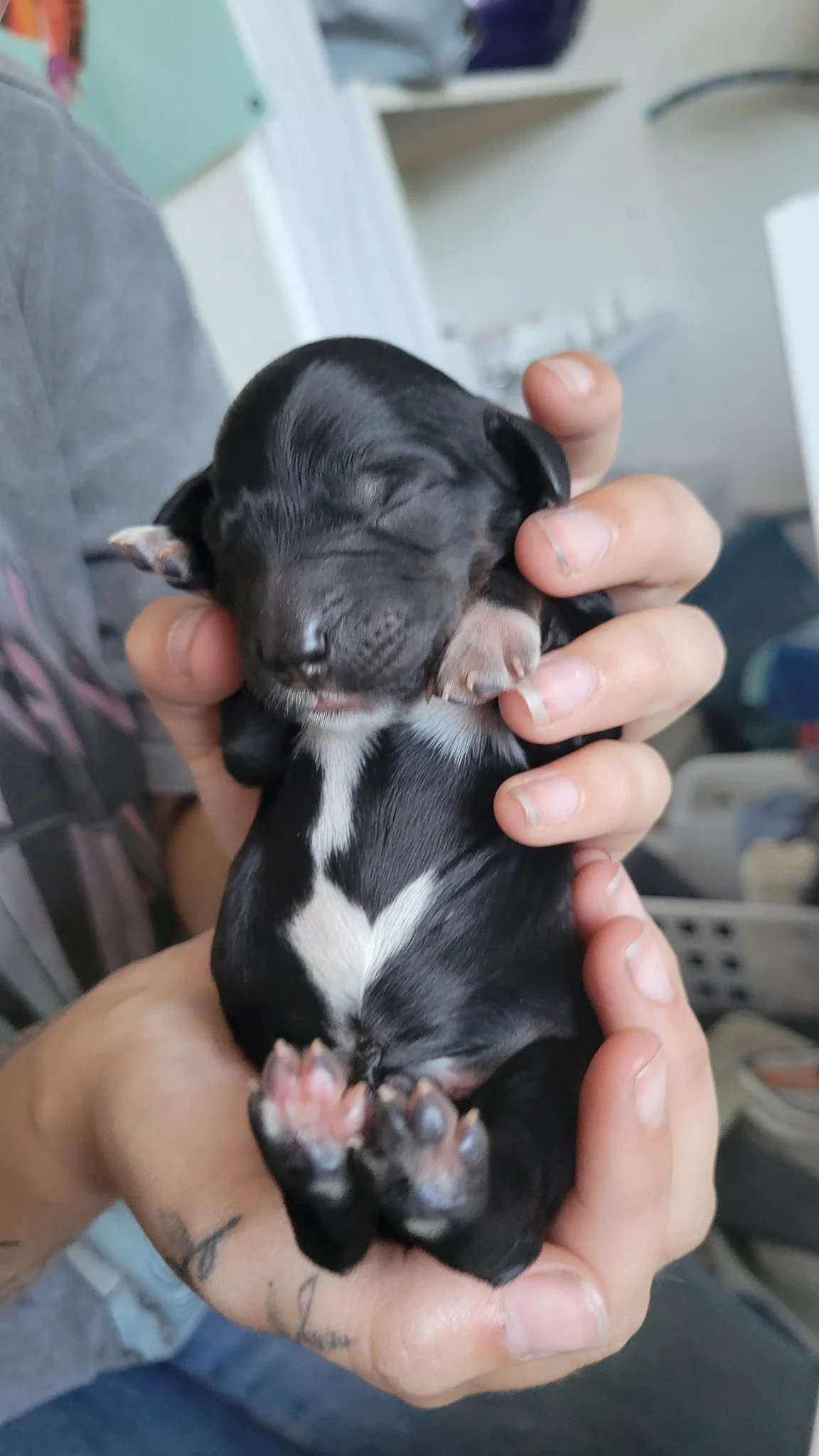 A person holding a tiny, sleeping black and white goldendoodle puppy with closed eyes.