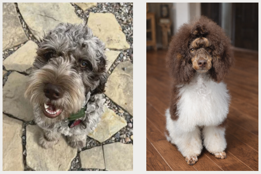 Mini Goldendoodle guardian home prospect available in Oregon