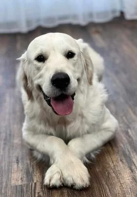 Golden Retriever foundation stud Tesla Fowlers Land light cream coat