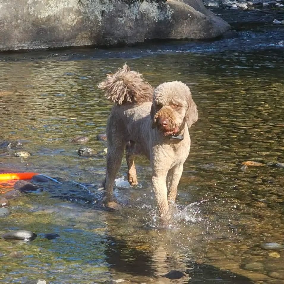 A curly-haired brown goldendoodle standing in a shallow river with rocks, surrounded by nature.