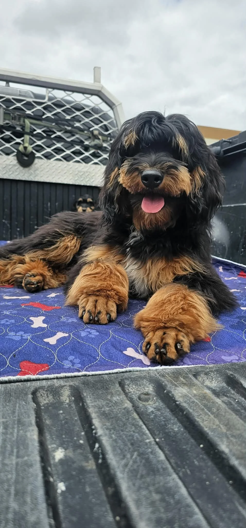 A happy phantom goldendoodle  puppy lying on a quilted blanket in the back of a truck bed, with a cloudy sky in the background.