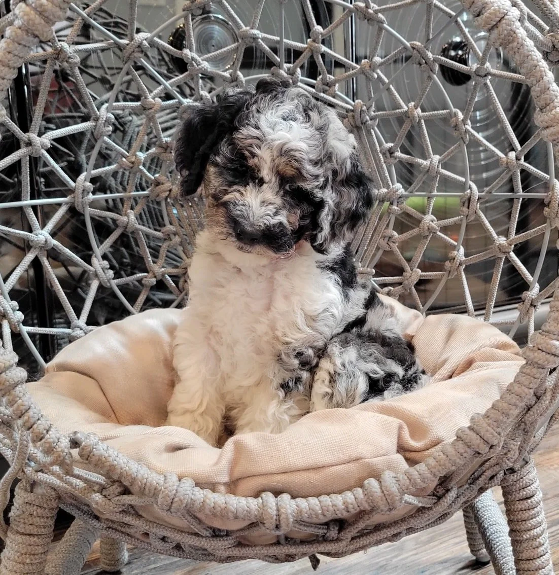 merle tri curly goldendoodle puppy sitting in wicker chair Oregon