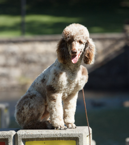 Moyen poodle sire in oregon