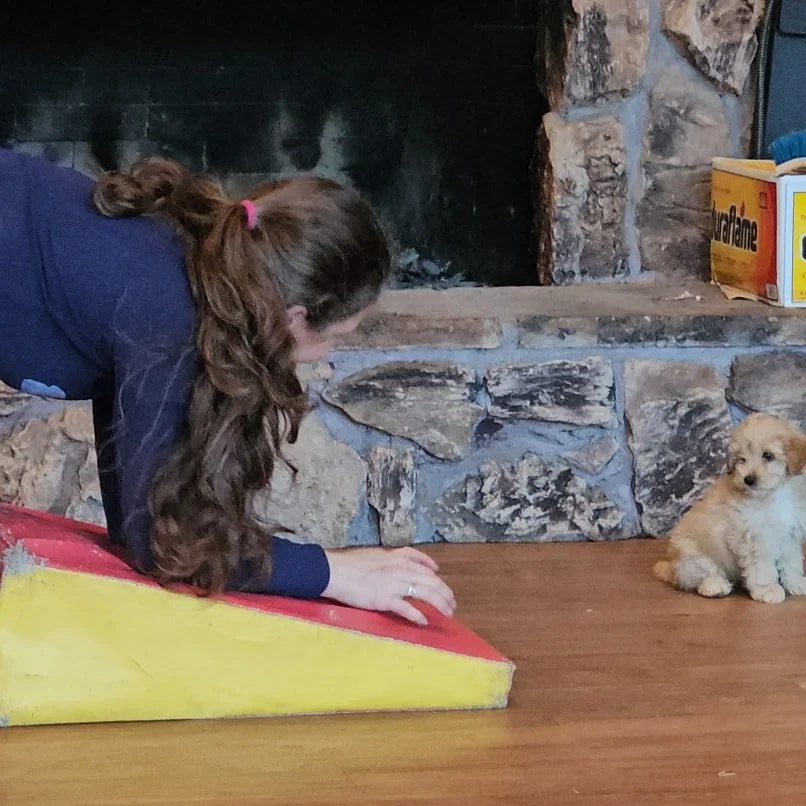Goldendoodle puppy navigating obstacle during temperament testing to evaluate confidence and workability