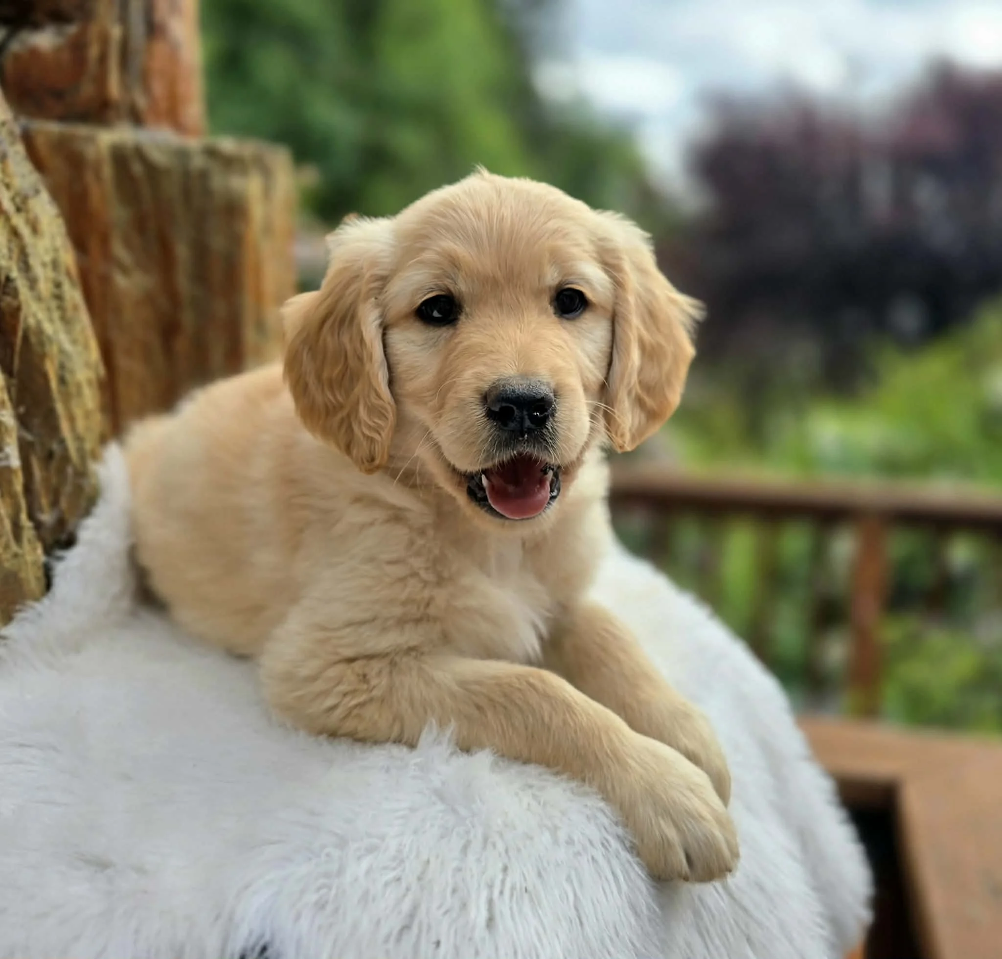 Popcorn | Service Prospect -Standard Goldendoodle Puppy (Dixie × Boone)