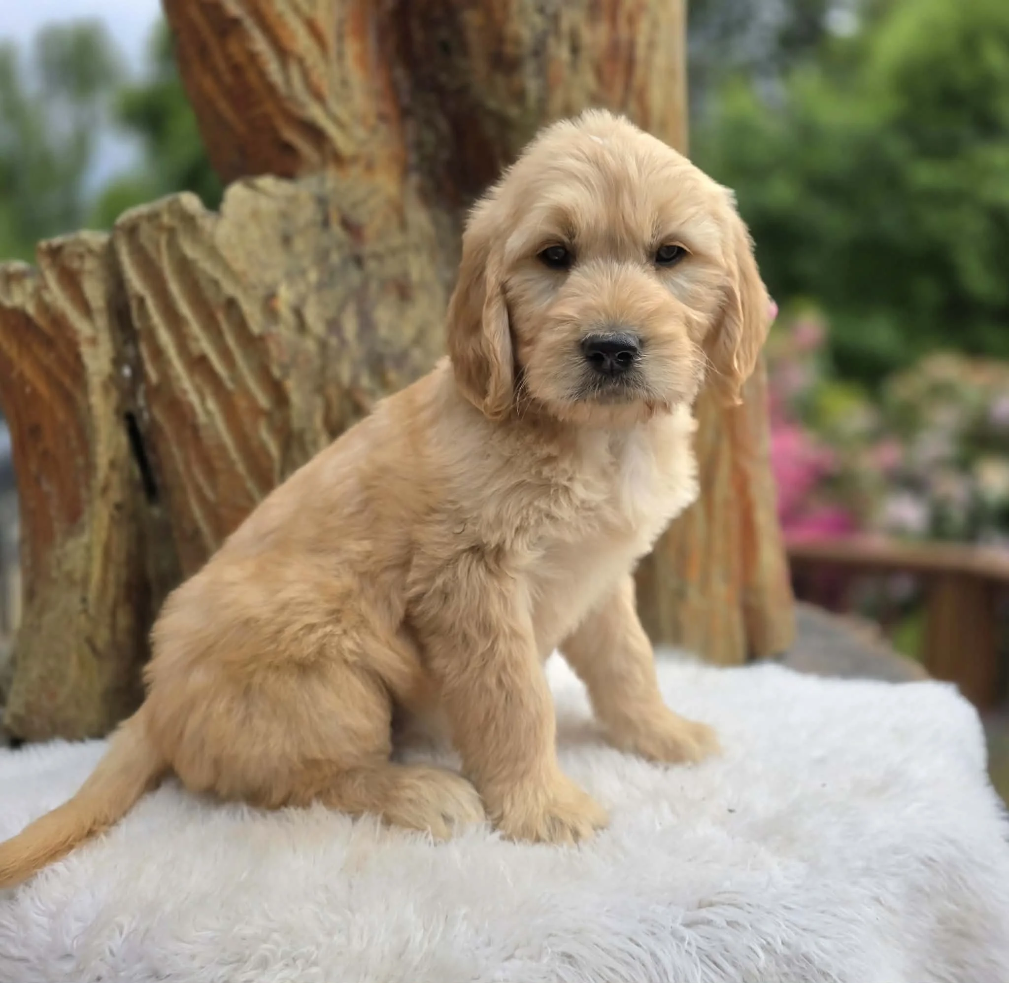 Oregon bred ultra goldendoodle