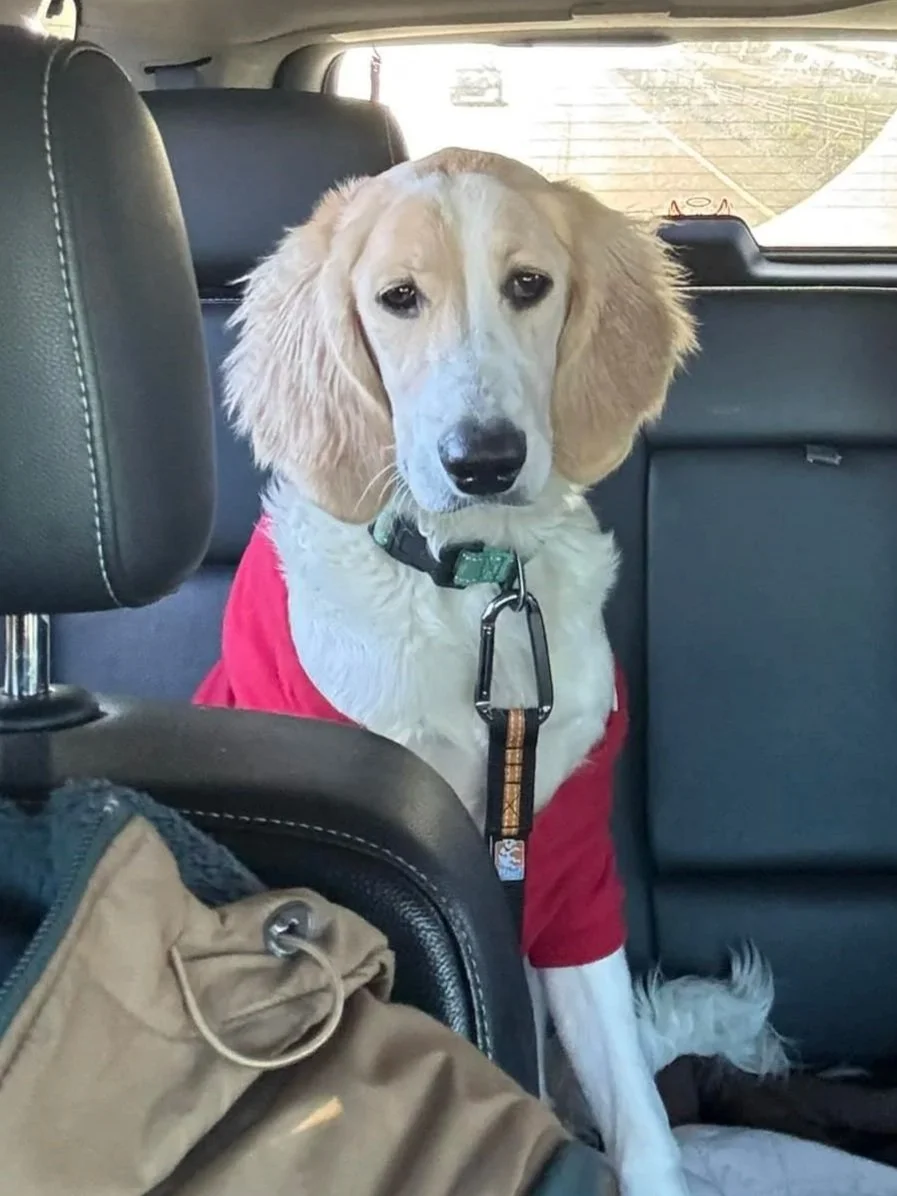 gold unfurnished Goldendoodle adult with straight coat and natural appearance