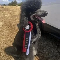 Blue Standard Poodle