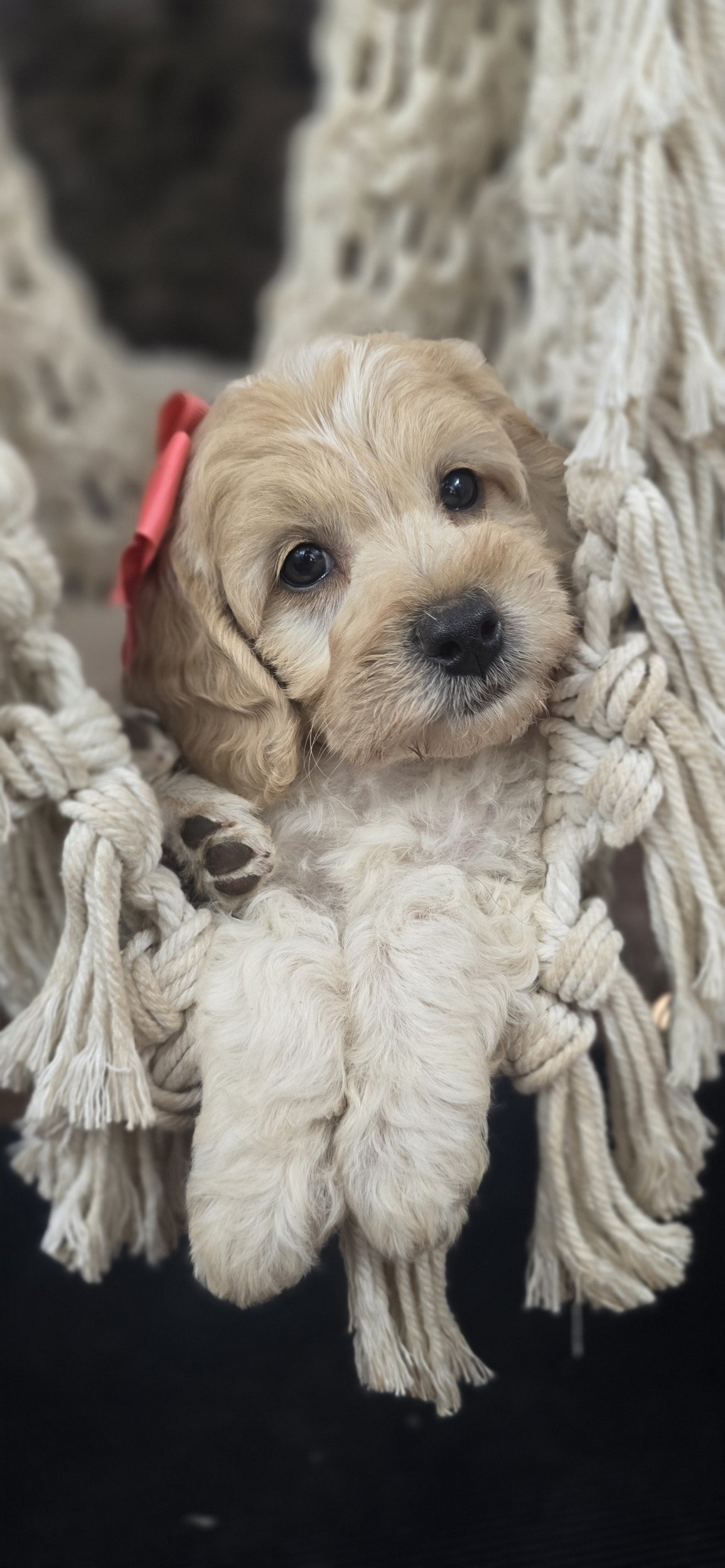 Ladybug, petite Goldendoodle puppy with a soft wavy low-shedding coat
