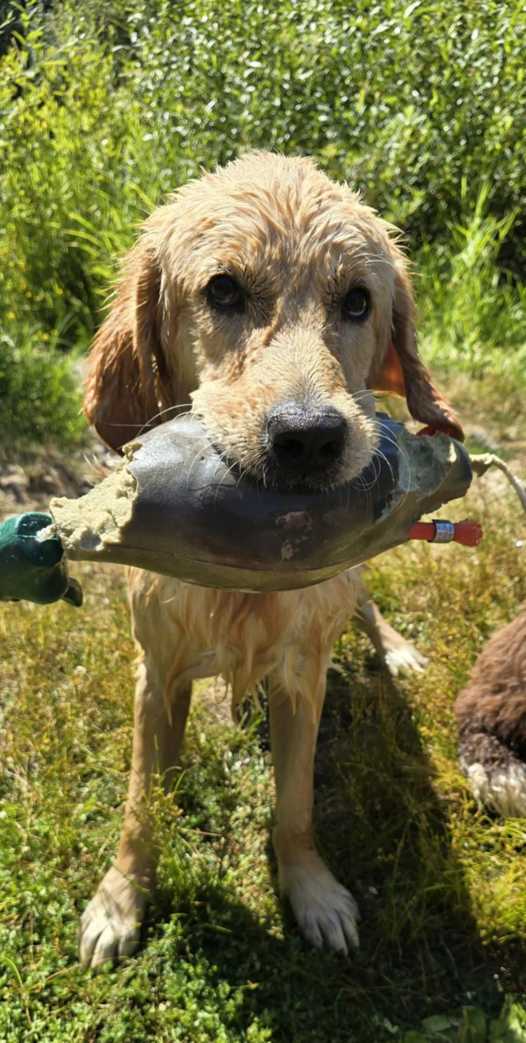 Boone Golden Retriever retrieving outdoors, demonstrating working ability and trainability