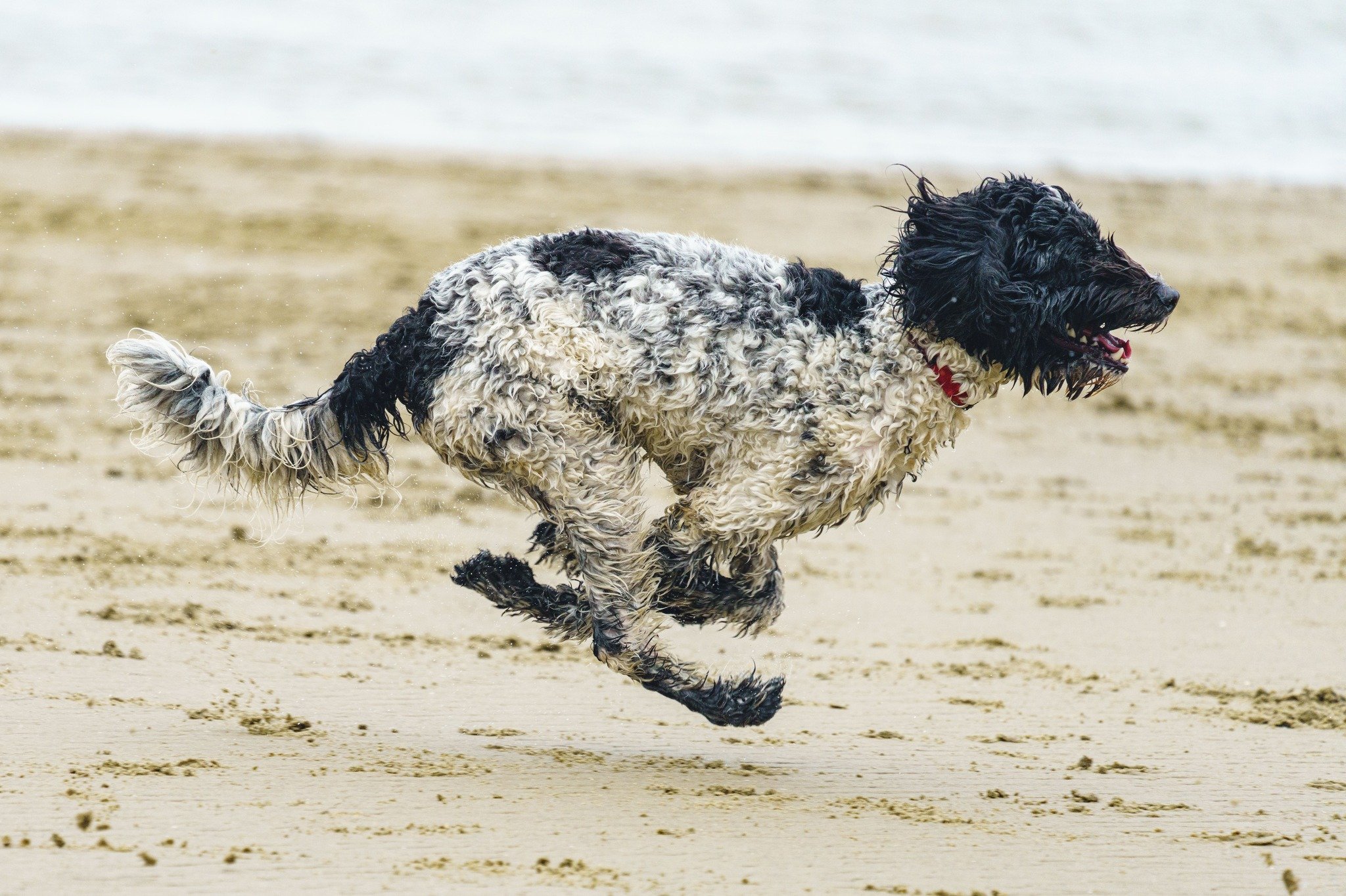 goldendoodle puppy running on beach Oregon breeder