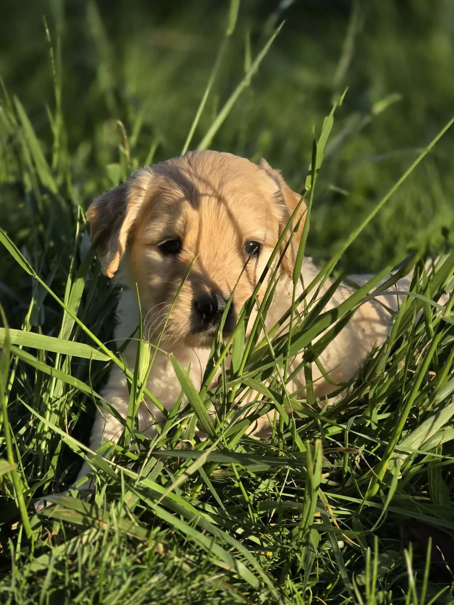 Standard Goldendoodle Puppies in Oregon – Dixie ×Boone -Go Home May 16