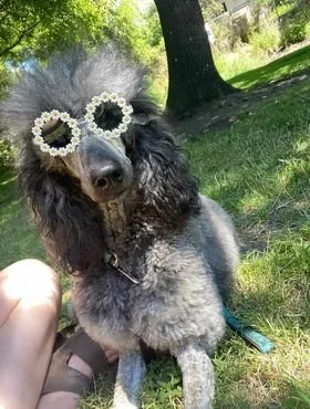 Hazel, UKC Grand Champion and guardian home success story