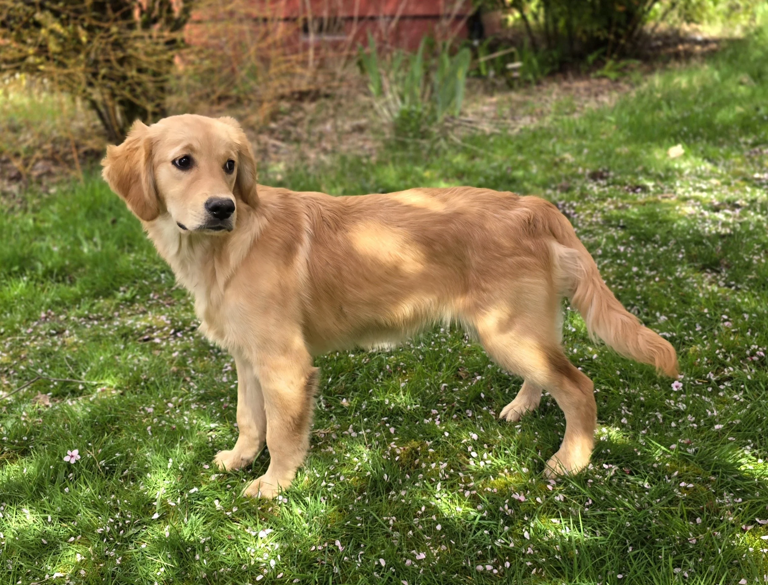 Golden Retriever puppies raised in Oregon by Oregon's Legendary Goldendoodles