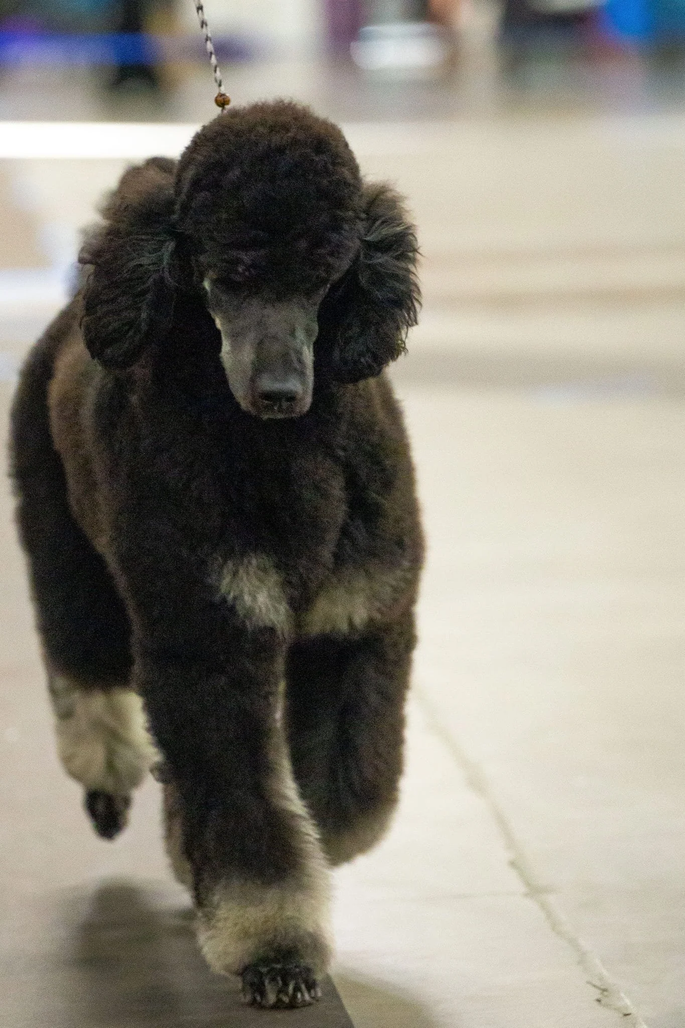 Blue & Silver Phantom Standard Poodle