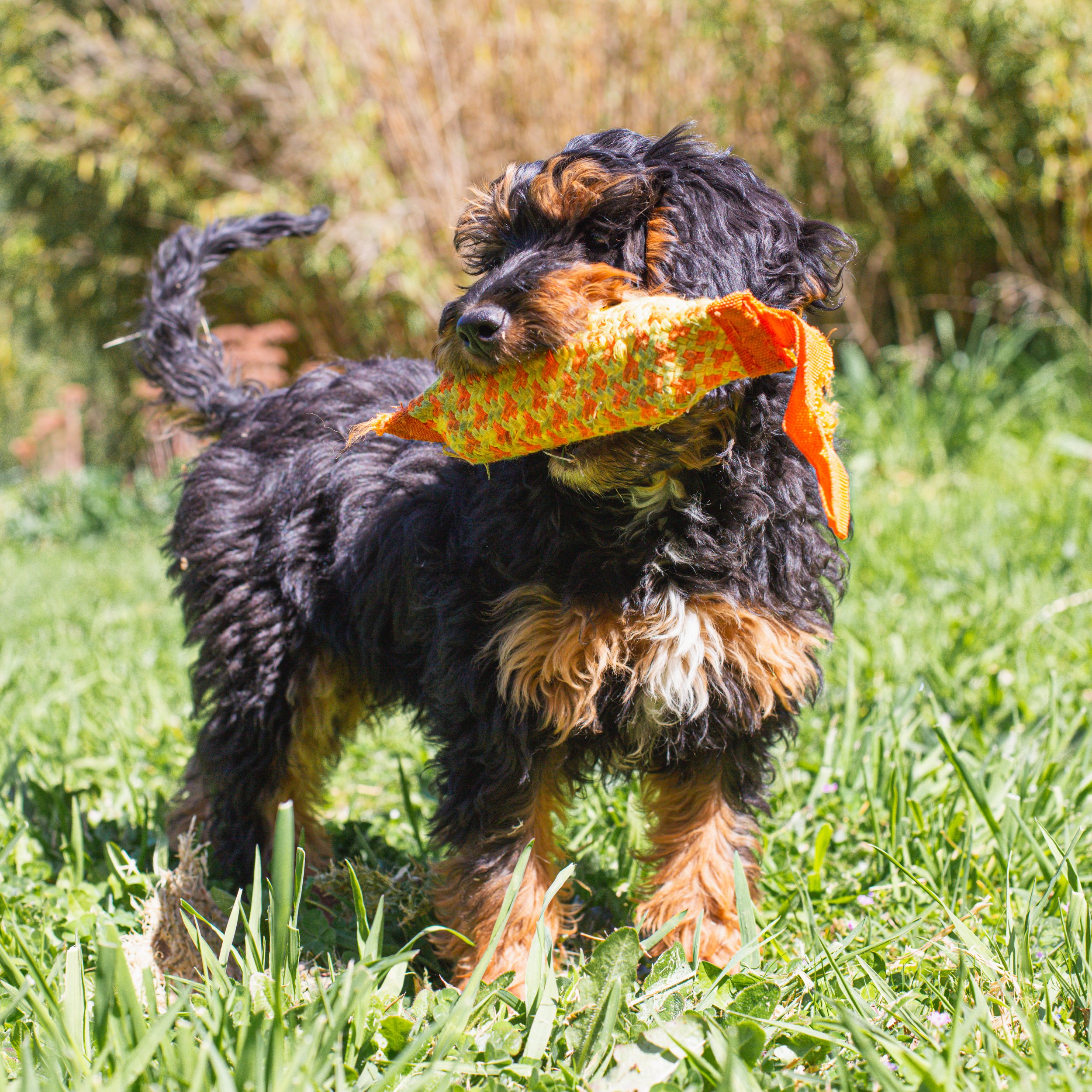 Cardinal - Mini Goldendoodle - Estimated 30-35 lbs at Maturity