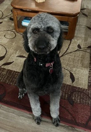 Silver Goldendoodle