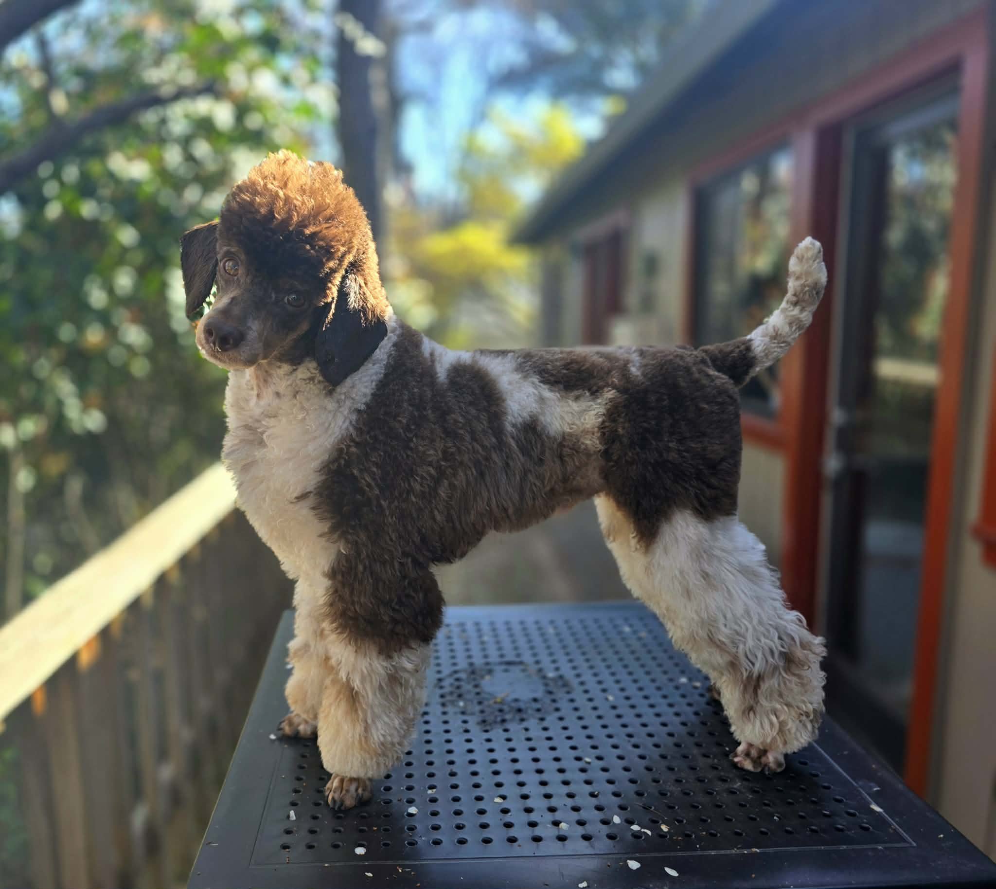 Brown Phantom Parti Mini Poodle Stud at Oregon's Legendary Goldendoodles