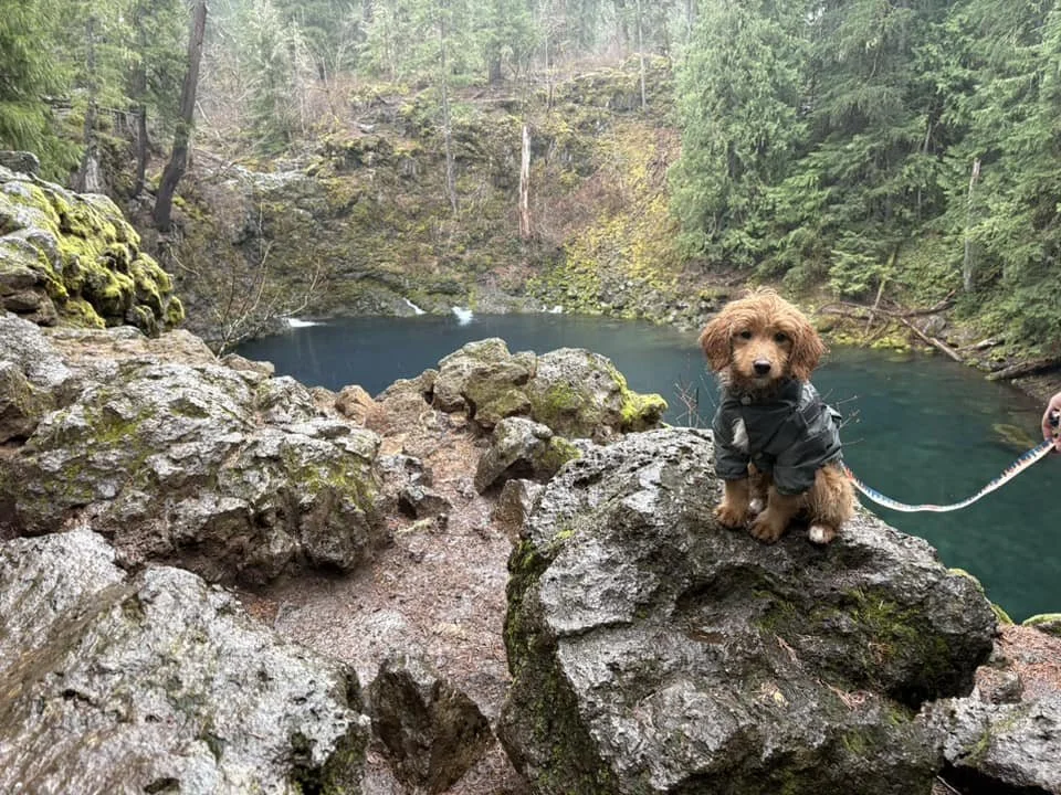 A small goldendoodle puppy wearing a black jacket sitting on a large mossy rock near a river in a forested area with trees and a small waterfall in the background.