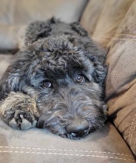 medium goldendoodle puppy Oregon breeder